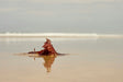 Algue rouge sur la plage, complexe marin MAT 311 (Jania rubens)
