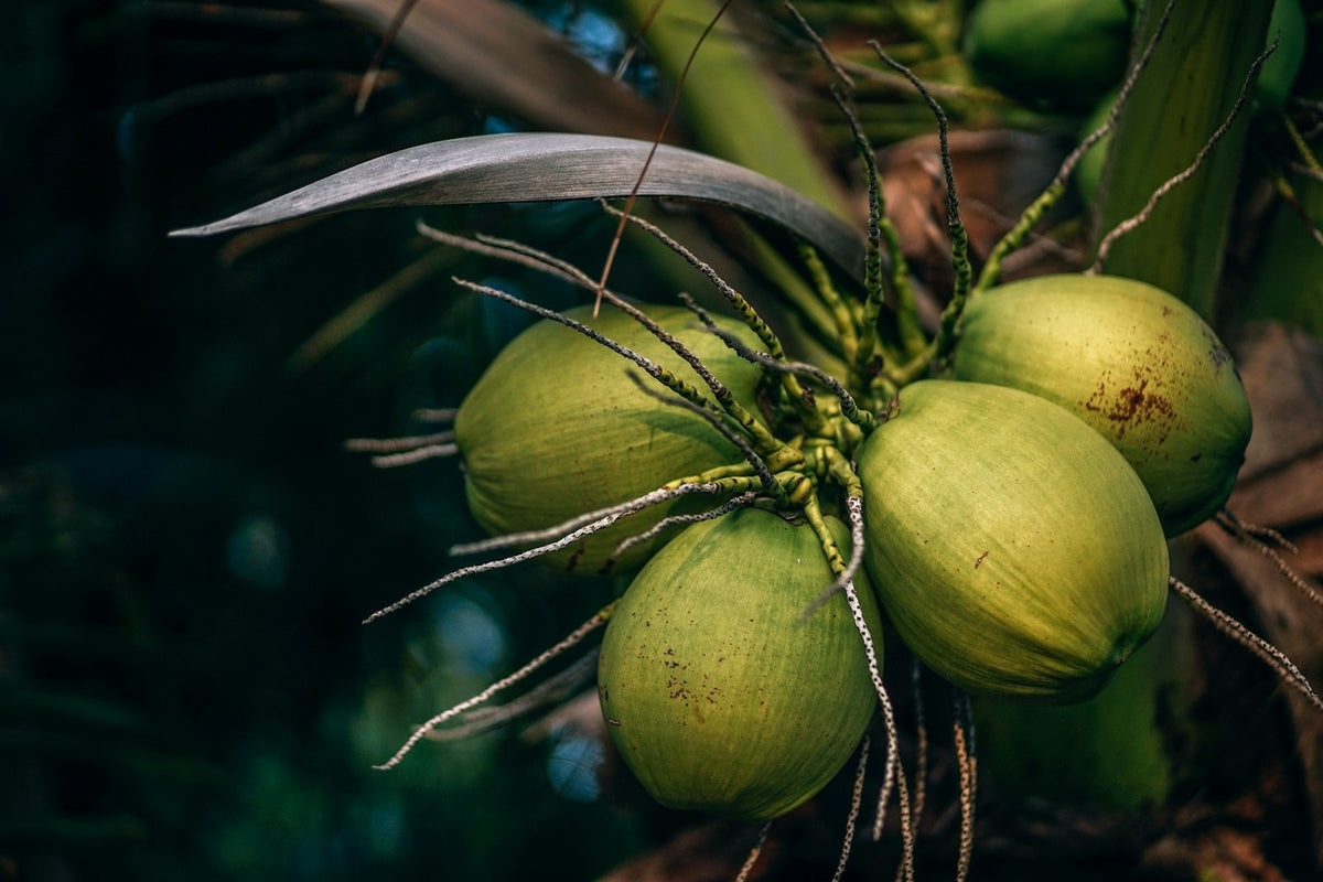 Noix de coco vertes, biocellulose issue de fermentation d'eau de coco Image