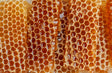 Rayons de miel, Black BeeOme, actif issu de fermentation de miel