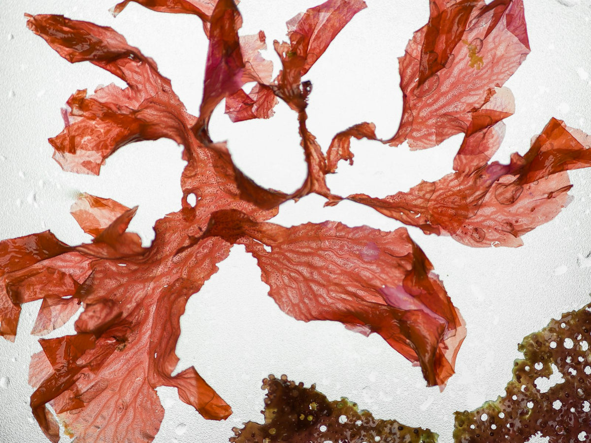 Algue rouge séchée, carraghénane, base naturelle de l'hydrogel Image