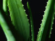 Feuille d'aloe, glycérine végétale bio émolliente