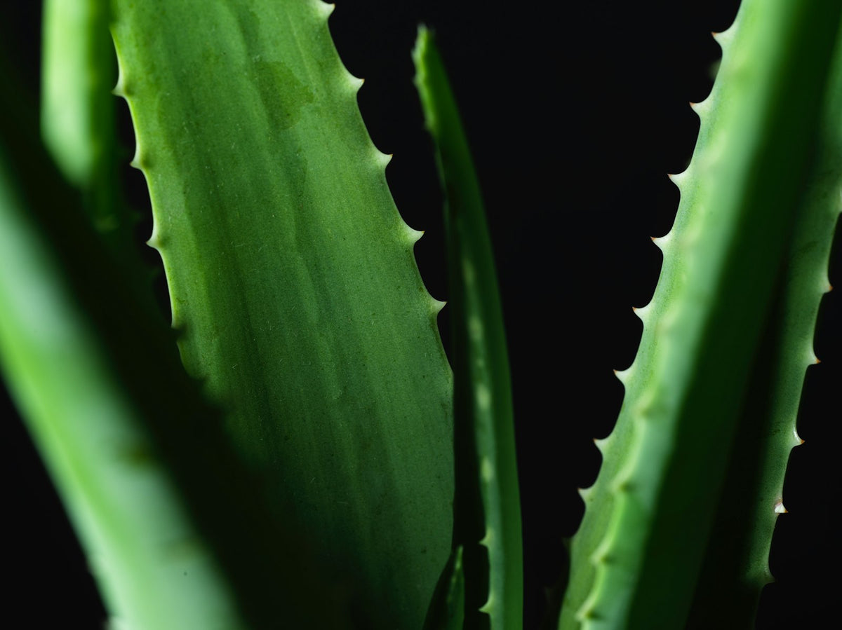 Feuille d'aloe, glycérine végétale bio émolliente Image