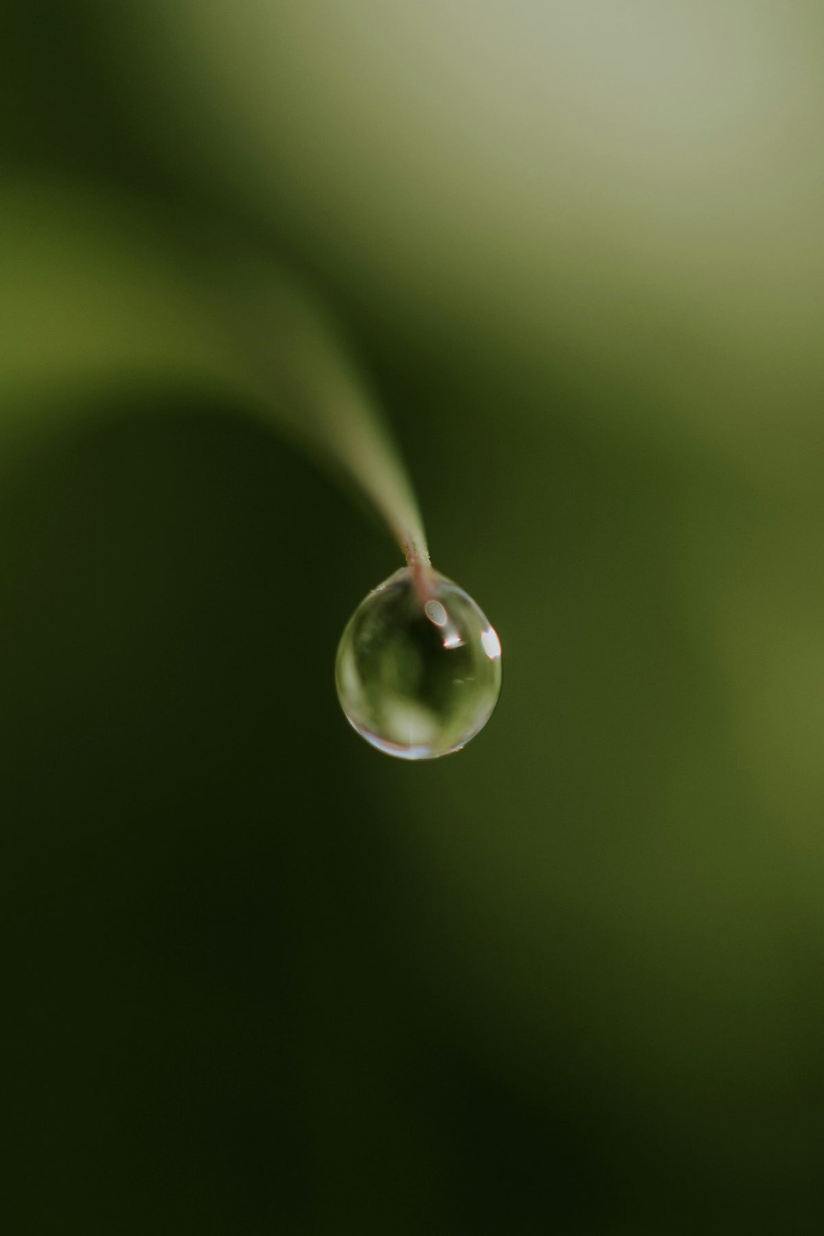 Goutte d'eau sur feuille, hyaluronate de sodium haut poids moléculaire Image
