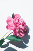 Pivoines roses, actif MAT360 anti-lumière bleue (pivoine et manioc)