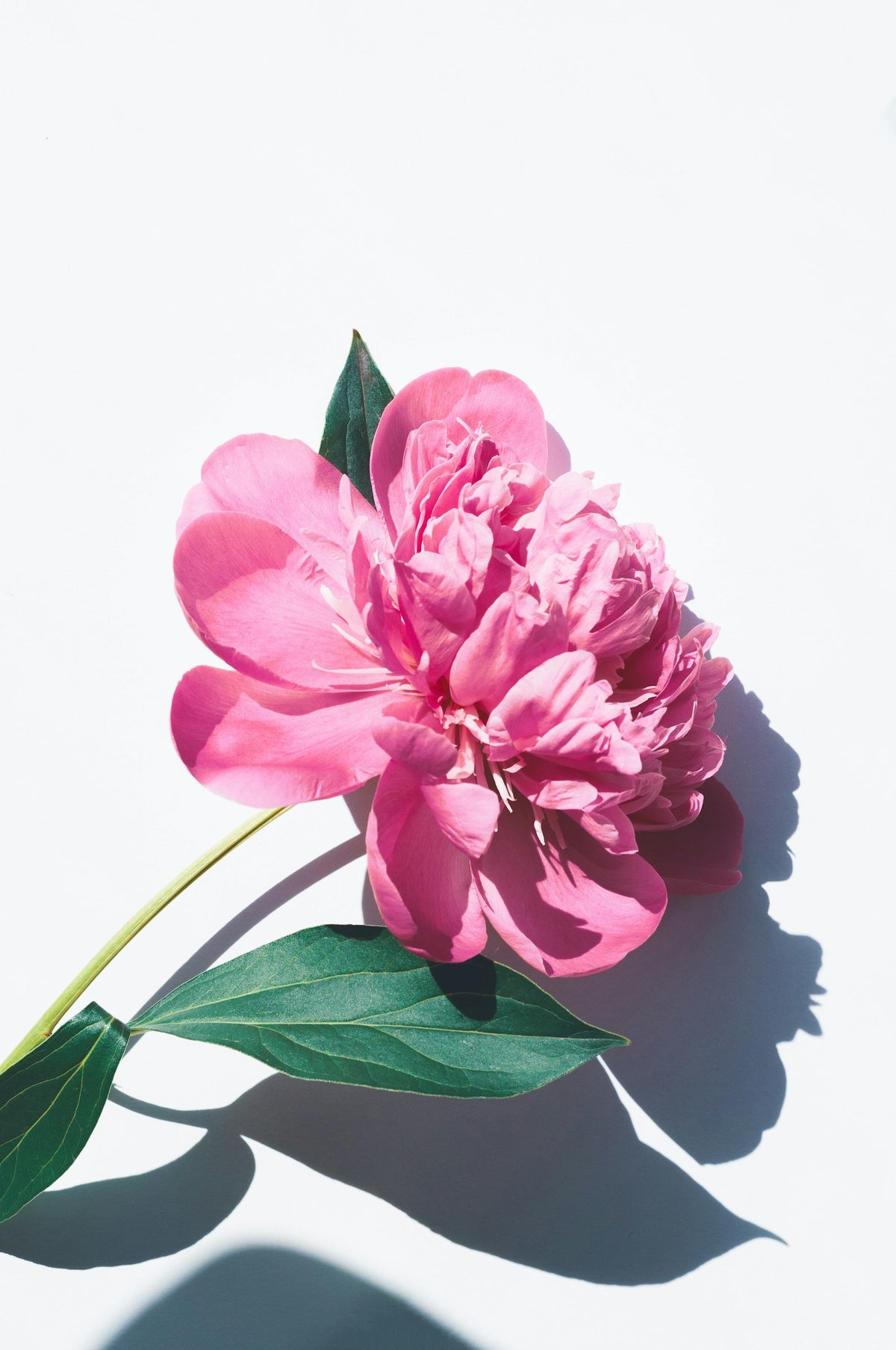 Pivoines roses, actif MAT360 anti-lumière bleue (pivoine et manioc) Image