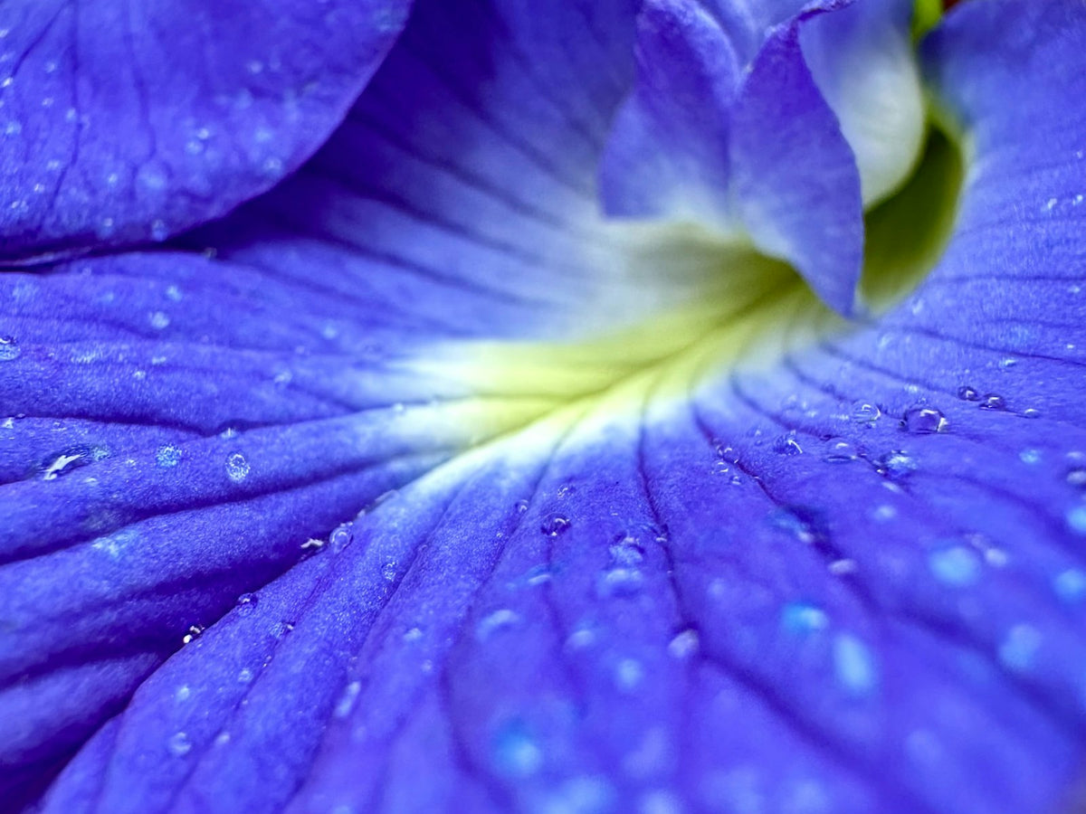 Fleur de pois papillon bleue, actif anti-oxydant des patchs yeux Image