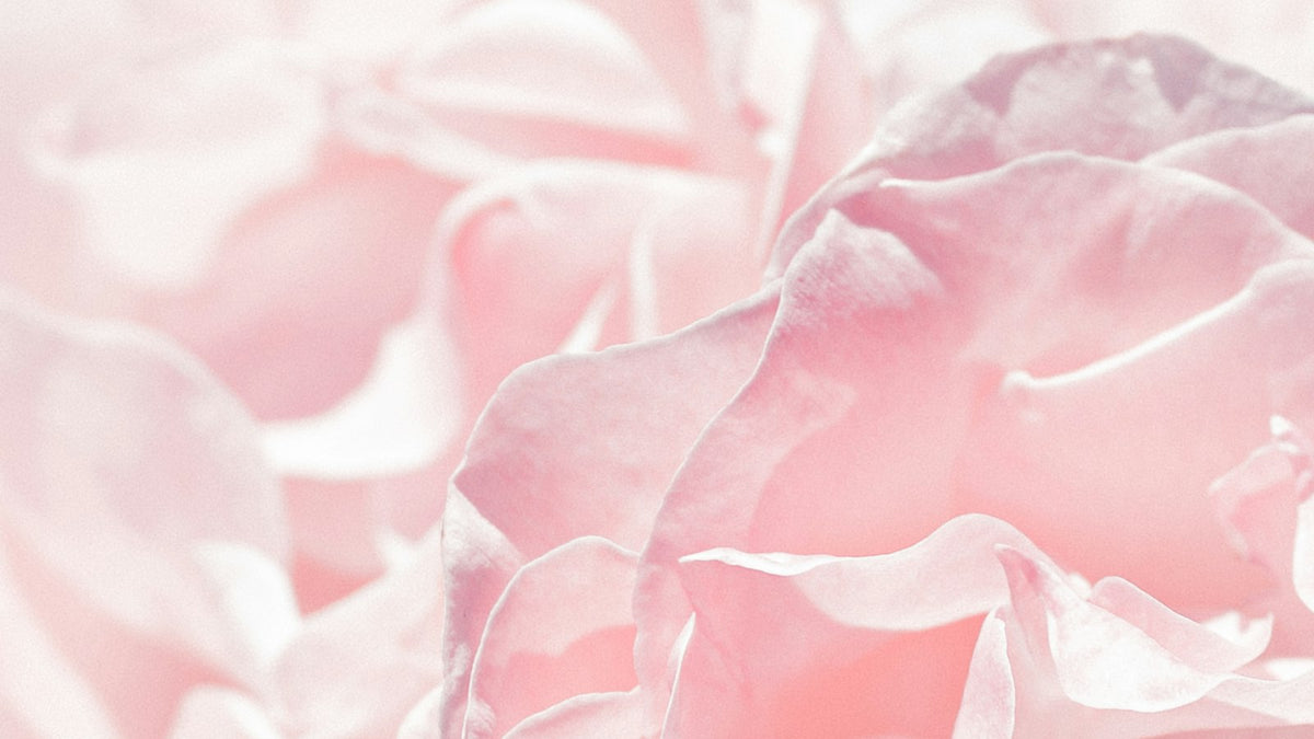 Rose en gros plan, extrait de Rosa Gallica hydratant Image