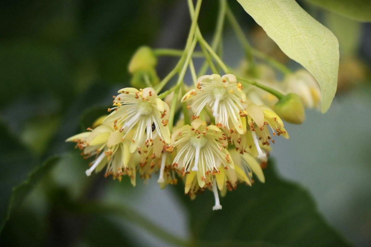 Fleurs de tilleul, actif anti-stress des patchs yeux Le Bon Masque Image