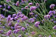 Fleurs de verveine, actif apaisant des patchs yeux Le Bon Masque