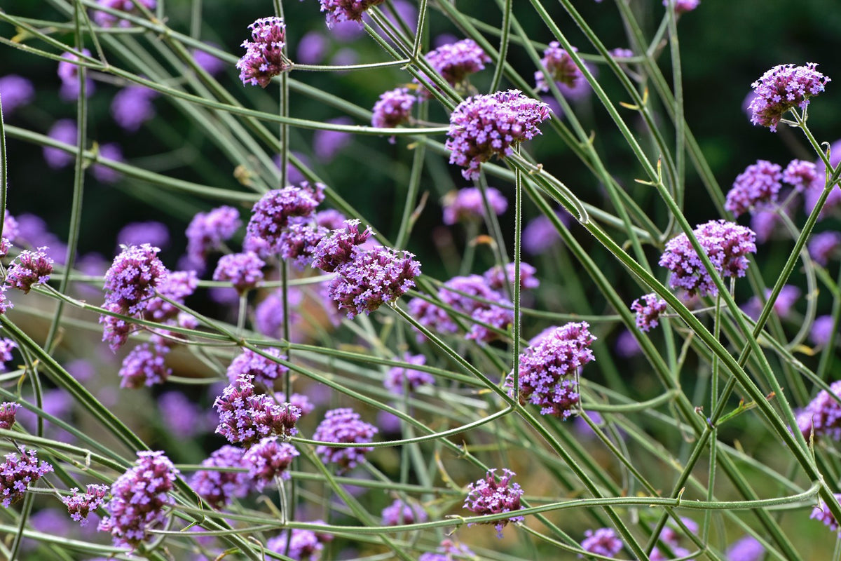 Fleurs de verveine, actif apaisant des patchs yeux Le Bon Masque Image